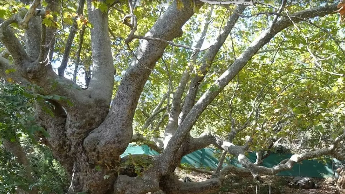 Gedelme Historic Sycamore Tree - Gedelme tarihi çınar ağacı